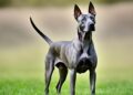 thai ridgeback